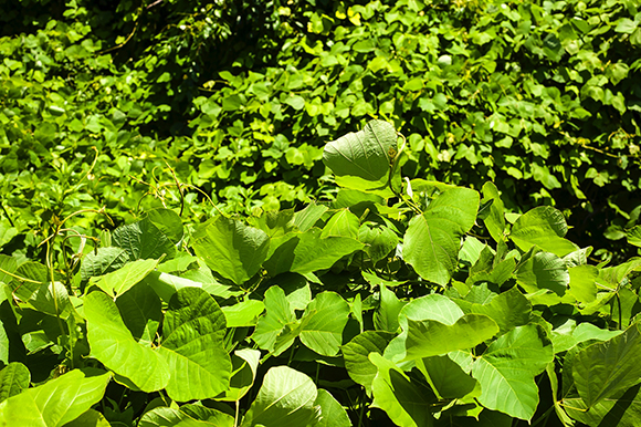 Kudzu