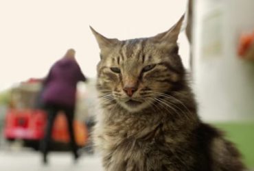 A striped cat fills the frame, a still from Kedi (2016, 80 minutes, not rated), a glimpse into the lives of Istanbul’s cats, and the humans attached to these feline wanderers.