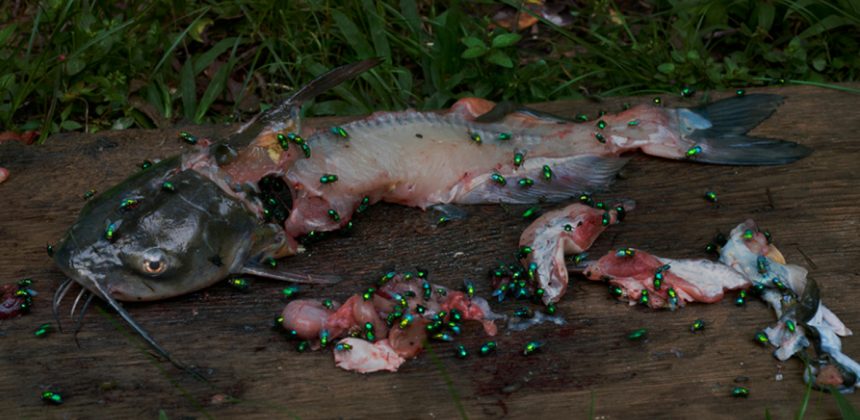 Jeff Whetstone, Still Life with Catfish (detail), 2016. Pigment print, edition 1/5, 39 × 52 inches (99.1 × 132.1 cm). Collection of the Nasher Museum of Art at Duke University, Durham, North Carolina. Museum purchase with funds provided by Jennifer McCracken New and Jason G. New, in honor of Trevor Schoonmaker and Prospect.4; 2018.5.2. Image courtesy of the artist and Julie Saul Gallery, New York, New York. © Jeff Whetstone.