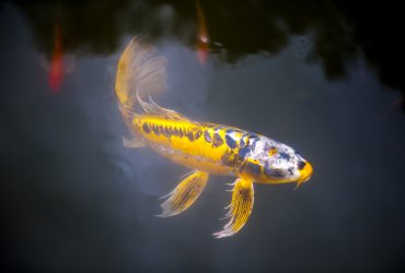 Koi at the Sarah P. Duke Gardens